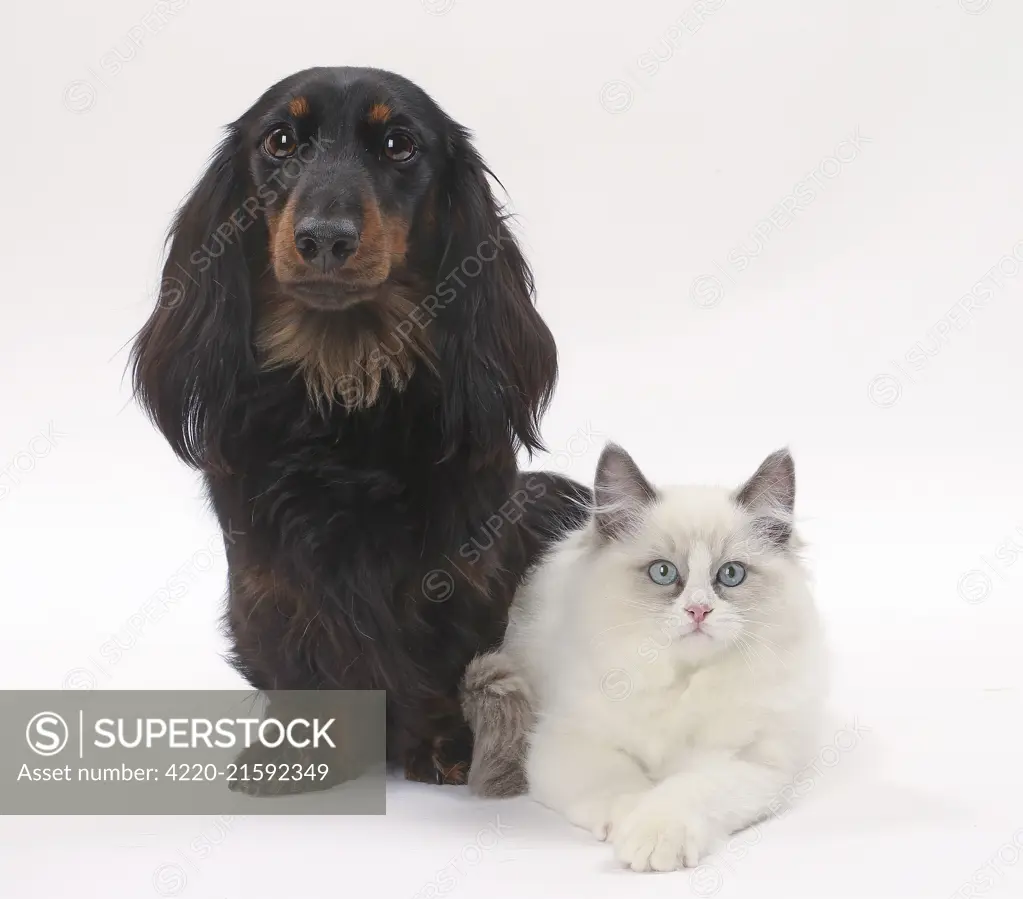 Dog Longhaired Dachshund and Ragdoll Cat     Date: 
