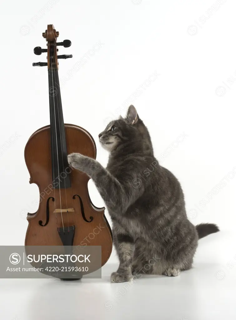 Cat Grey Tabby  with a violin     Date: 
