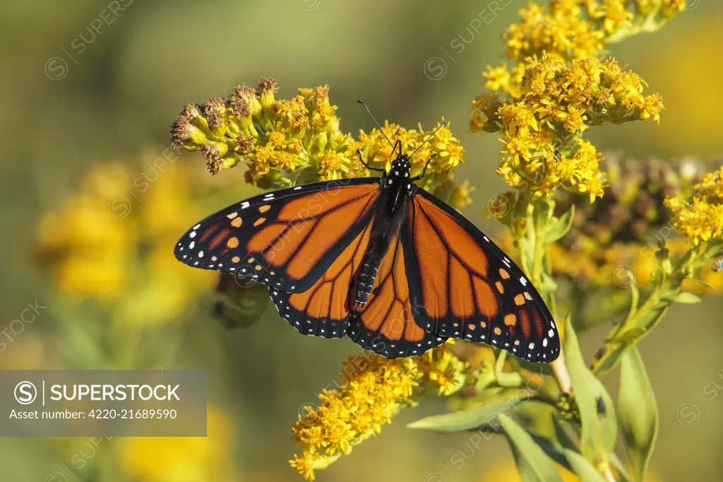 Monarch Butterfly  Danaus plexippus  Feeding on goldenrod plants along Connecticut shoreline during thier fall migration  October  USA Monarch butterfly on goldenrod     Date: 