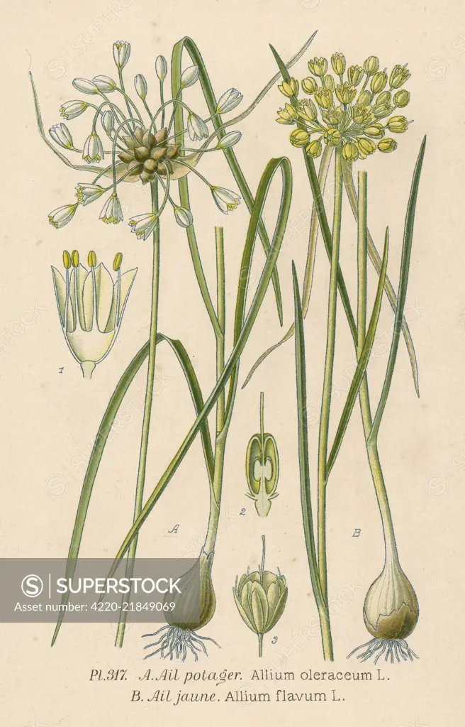  Two species of WILD GARLIC  ALLIUM OLERACEUM French : ail potager ALLIUM FLAVUM     Date: 19th century