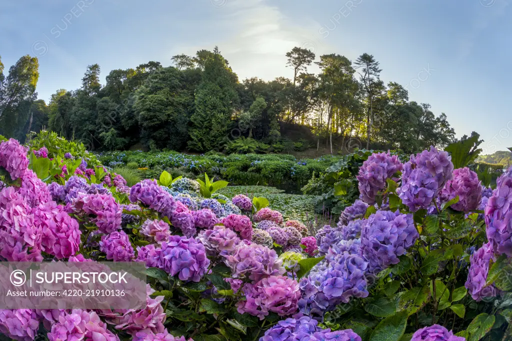 Trebah Garden - Summer - Cornwall - UK     Date: 