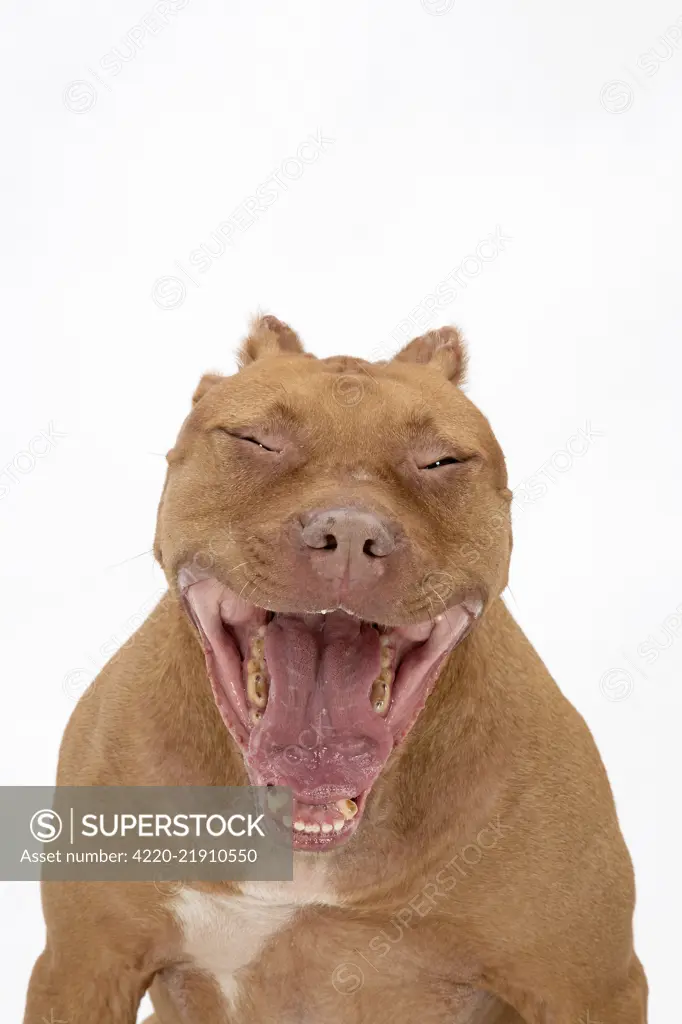 DOG. Pit Bull Terrier, mouth open yawning     Date: 