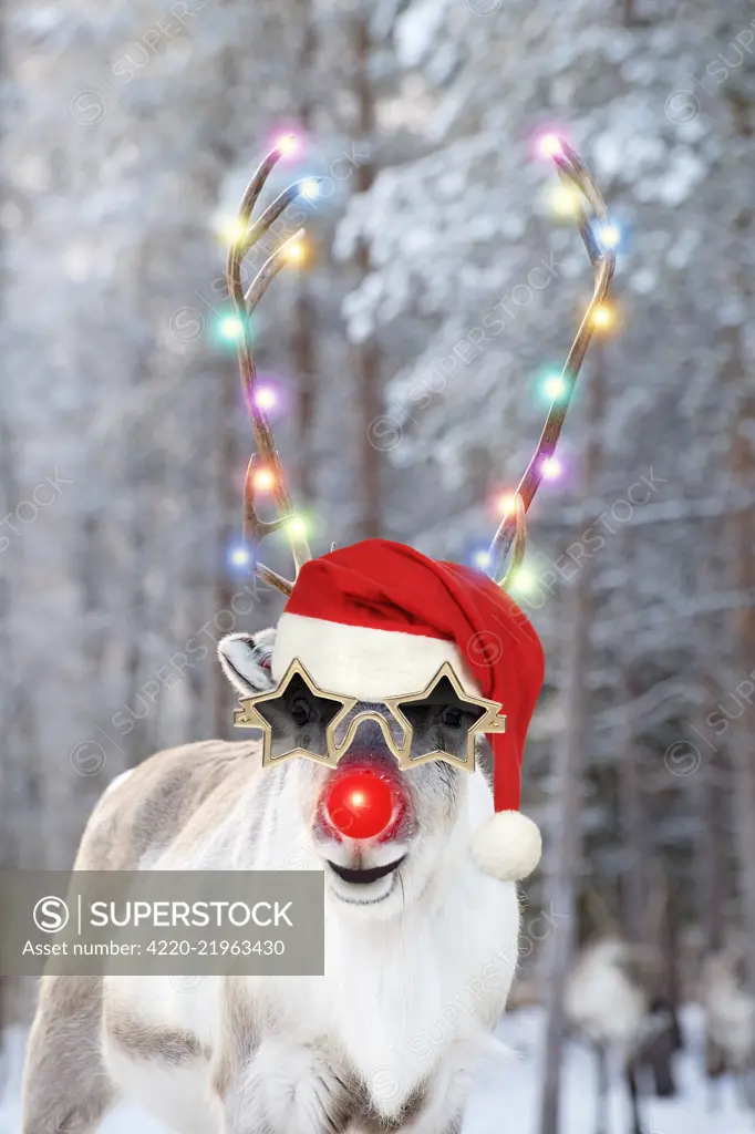 Reindeer with Christmas hat star glasses and red nose, Rudolf on spotty snowy background     Date: 
