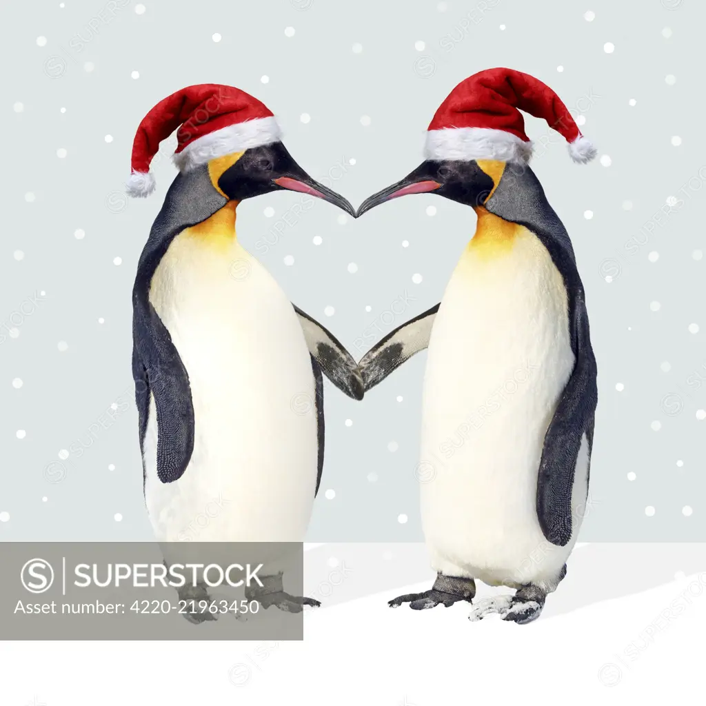 Emperor Penguin, pair wearing Christmas hats and holding hands creating a heart shape     Date: 