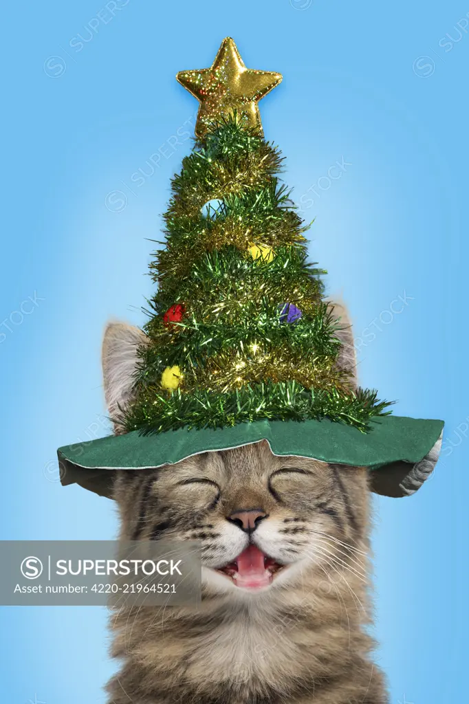 Cat, Turkish Angora smiling / laughing wearing Christmas tree hat   Date: 