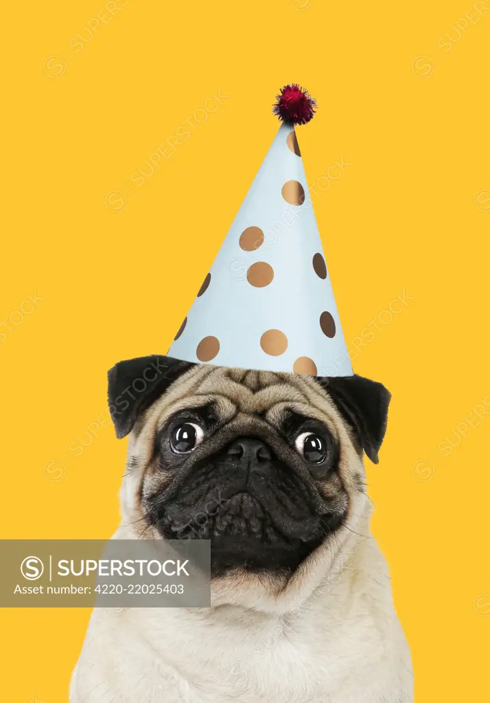 Pug dog, adult wearing party hat. Digital manipulation     Date: 