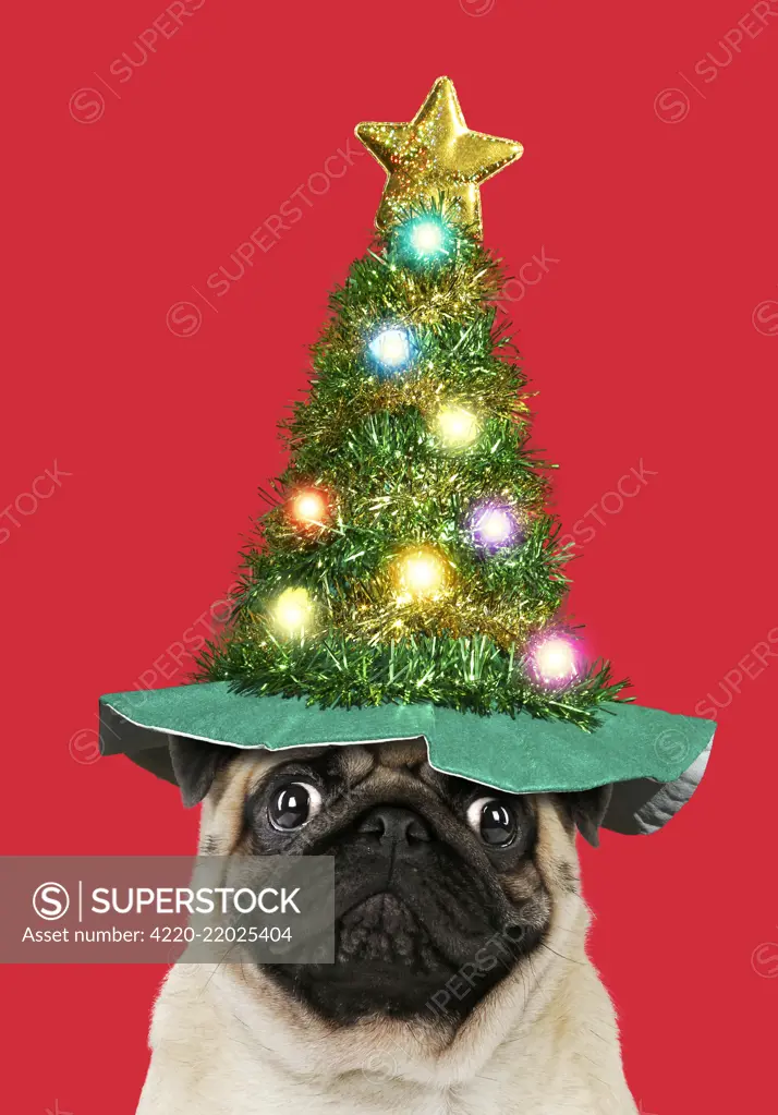 Pug dog, adult wearing Christmas tree hats. Digital manipulation     Date: 