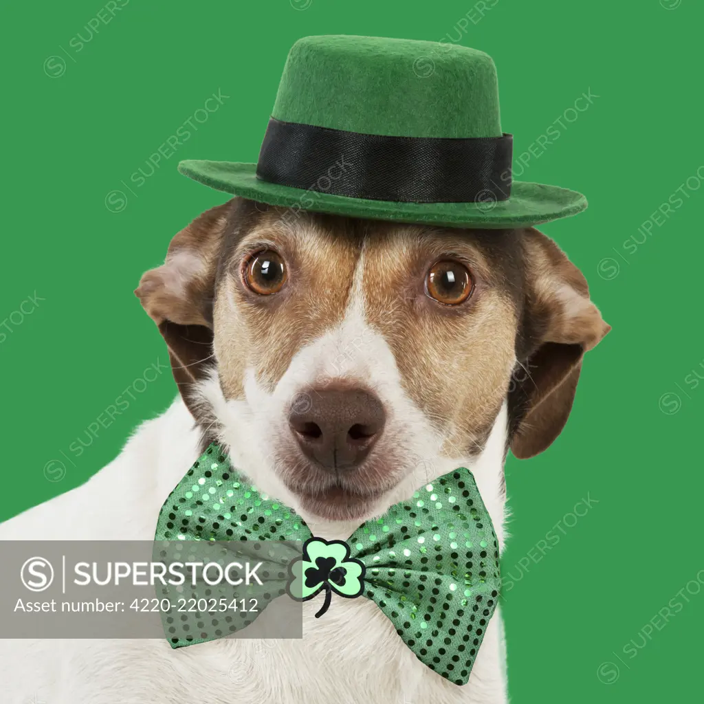 DOG - Jack Russell wearing a green hat and green St patrick's day bow DOG - Jack Russell wearing a green hat and green St patrick's day bow. Digital manipulation     Date: 