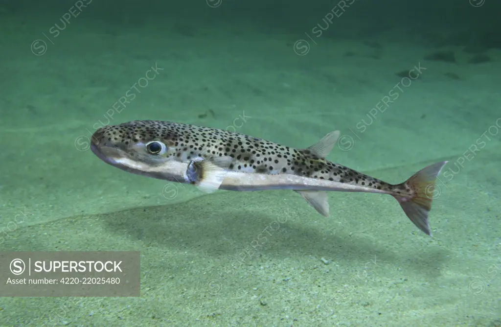Silver-cheeked toadfish, Lagocephalus sceleratus. Similar to other puffer fishes, the silver-cheeked toadfish is extremely poisonous if eaten because it contains tetrodotoxin in its ovaries and to a lesser extent its skin, muscles and liver, which protect.     Date: 
