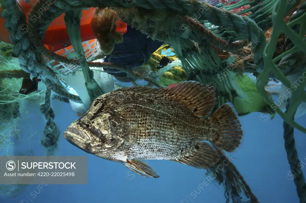 Atlantic tripletail or tripletail, Lobotes surinamensis, hidden in the middle of floating trash. Adults are often found near the surface over deep, open water, although always associated with floating objects or Sargasso. Plastic bags and a lot of other p.     Date: 
