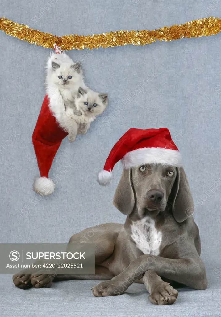 Weimaraner Dog - Lying with legs crossed wearing Christmas hat with kittens hanging from tinsel in Christmas hat. Digital manipulation     Date: 