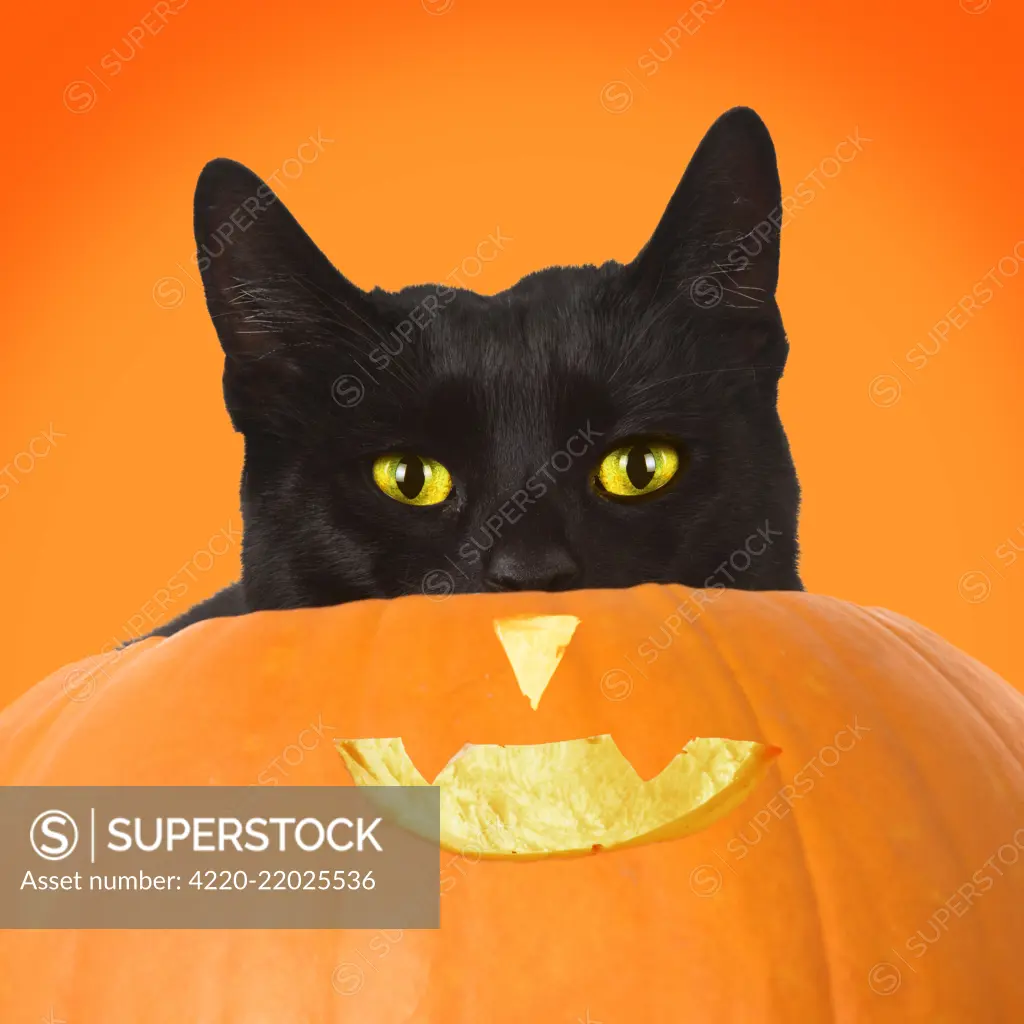 CAT. Black cat in a pumpkin, studio. Digital manipulation     Date: 