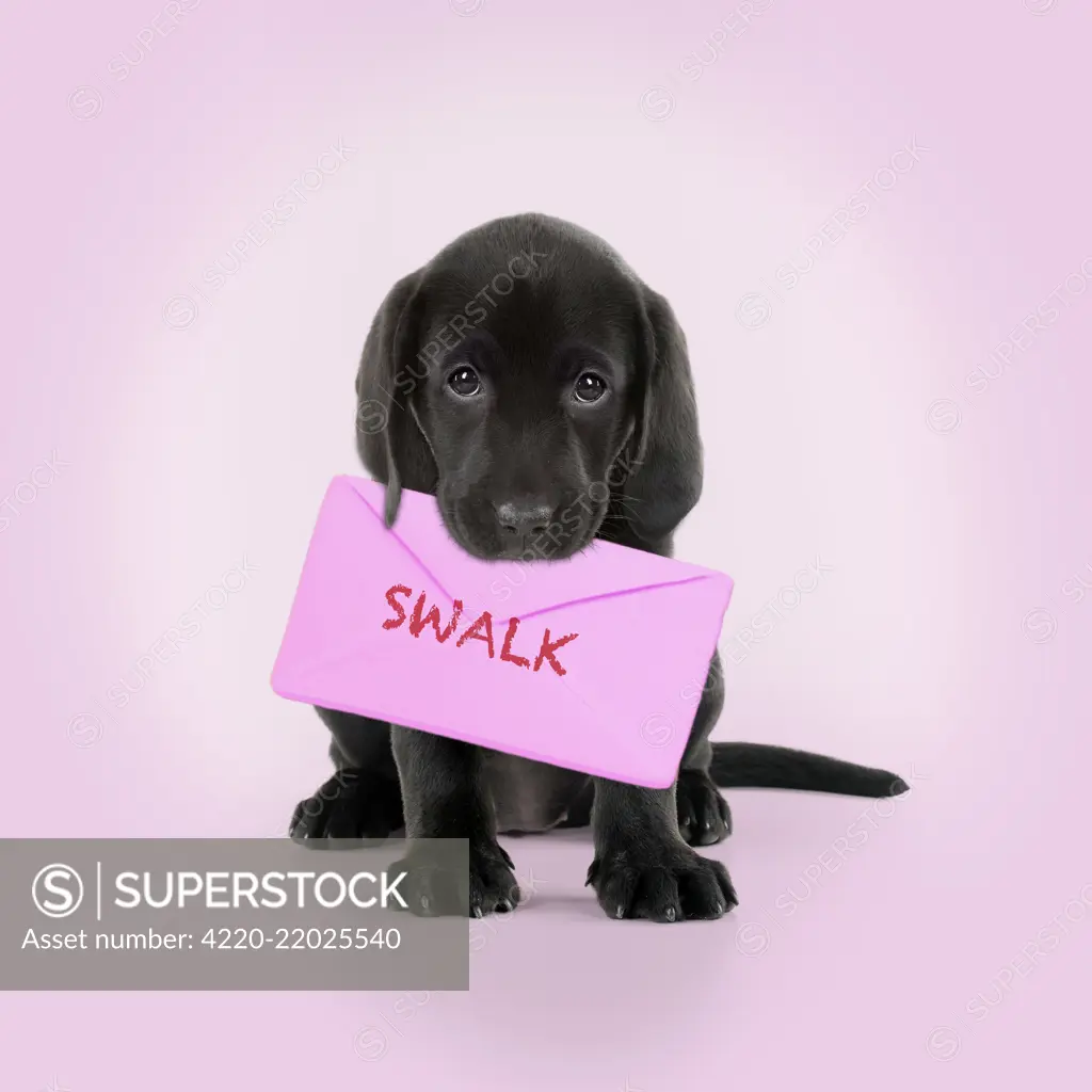 Black Labarador Dog, puppy sitting, holding a letter in its mouth, swalk. Digital manipulation     Date: 