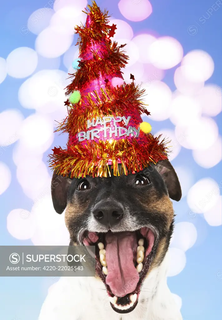 DOG. Jack Russell Terrier wearing Party hat, Happy Birthday mouth open, in studio. Digital manipulation     Date: 
