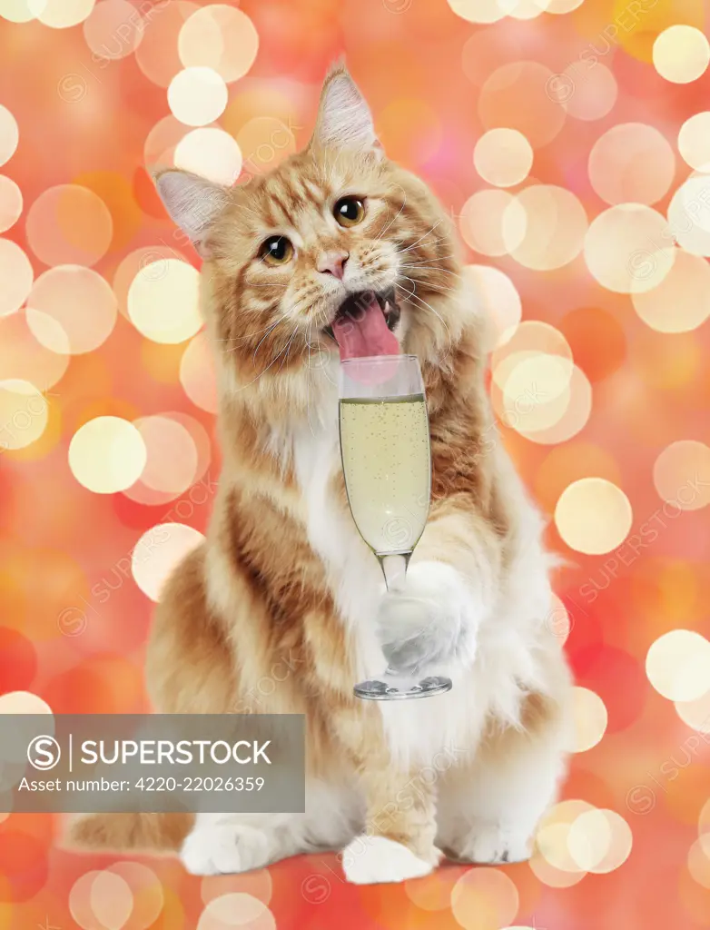Cat - Maine Coon with glass of Prosecco / Champagne. Digital manipulation     Date: 