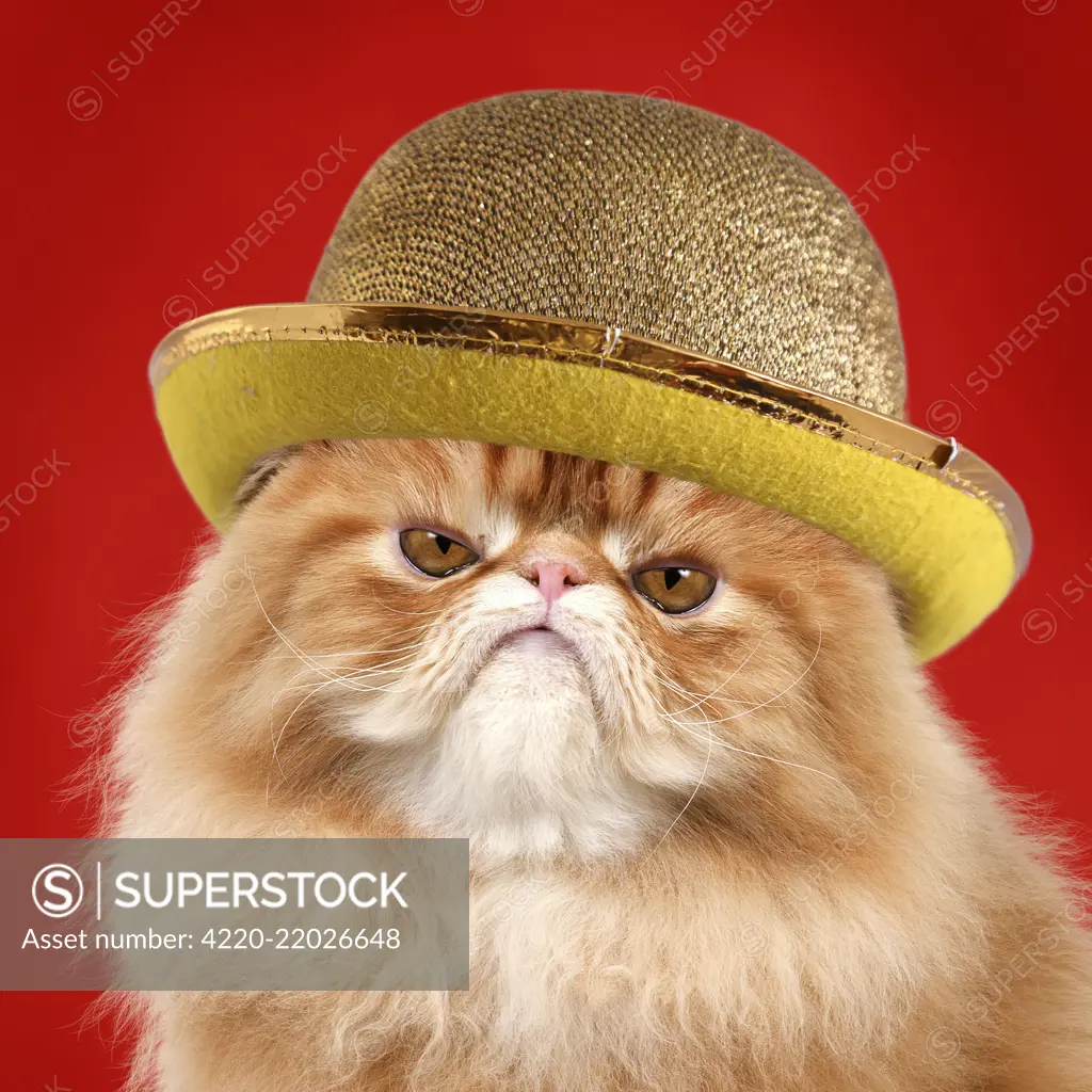 Cat - grumpy Red Persian wearing gold bowler hat. Digital manipulation     Date: 