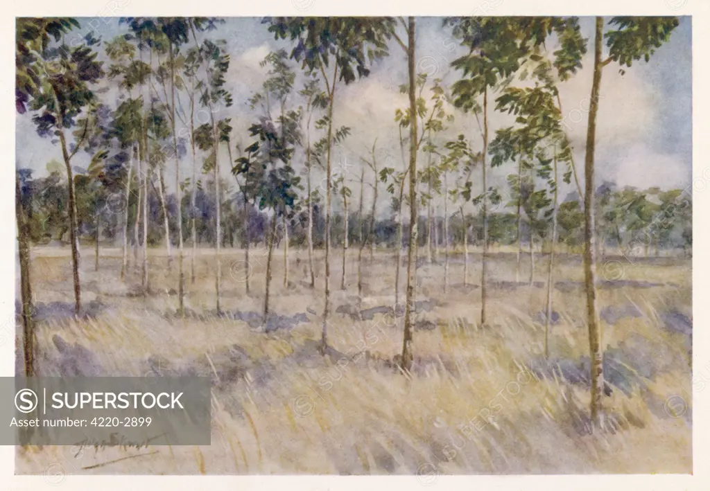 Borneo scenery:a rubber plantation in British North Borneo Date: 1913