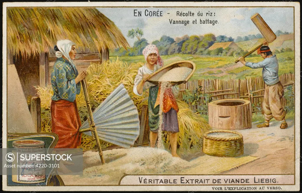 Cultivating rice in Korea -the winnowing and crushingprocesses,Date: 1904