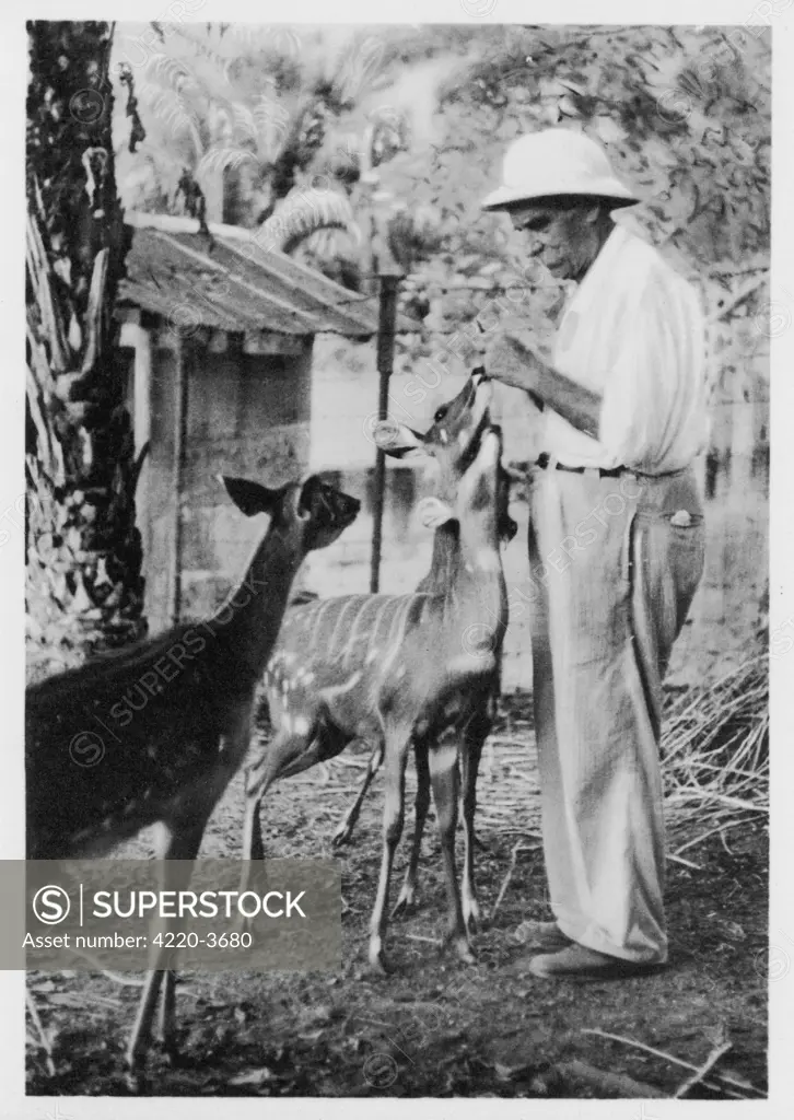 ALBERT SCHWEITZER  French theologian,  philosopher, missionary  physician and music scholar with his antelopes at  Lambarene, Africa     Date:  1875 - 1965