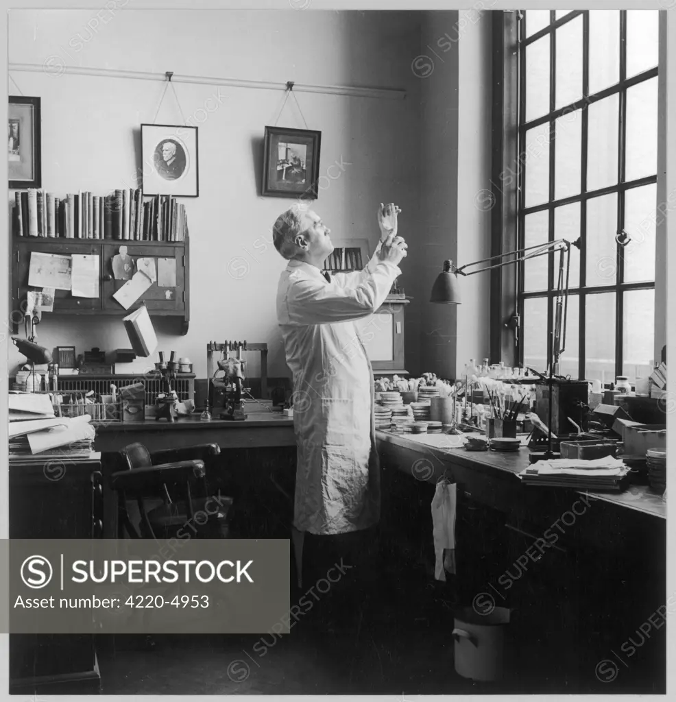 SIR ALEXANDER FLEMING -  Scottish bacteriologist at  work in his laboratory.