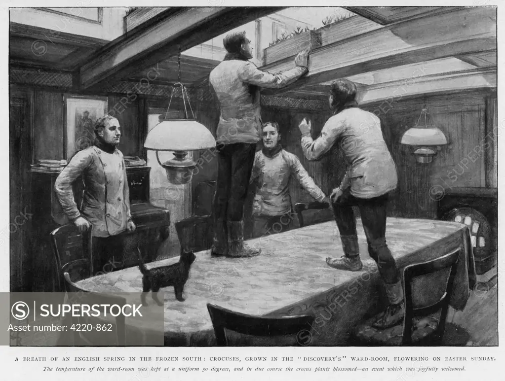Members of the Shackleton and  Scott 'Discovery' expedition  of the Antarctic grow crocuses  in the ward-room