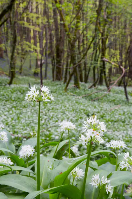 Wild Garlic - in Spring (Allium ursinum). Duloe Woods, Cornwall, UK.