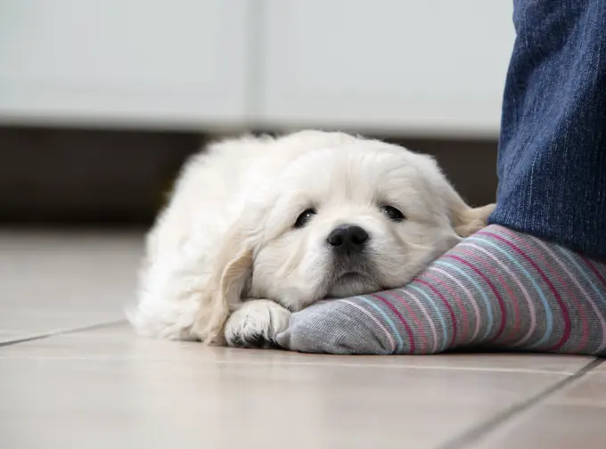 Dog. Golden Retriever puppy (6 weeks) dozing on feet in kitchen 