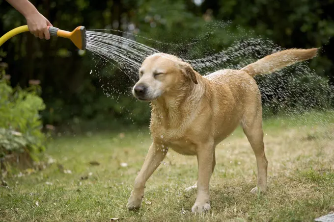 Dog - labrador playing in sprinkler  