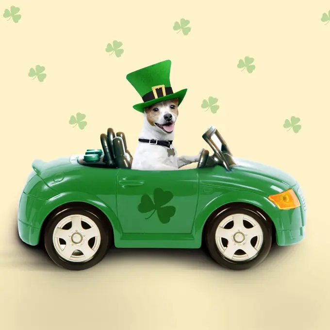 Dog - driving car - Saint Patrick's Day 