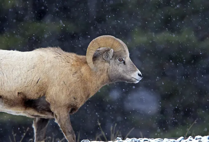 Rocky Mountain Bighorn Sheep - in snow (Ovis canadensis canadensis). Jasper National Park - Rocky Mountains - Alberta - Canada.