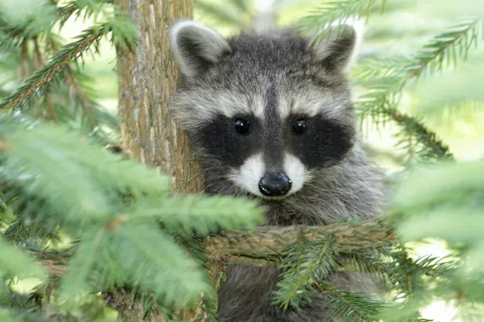 Raccoon - baby animal sitting in fir tree  (Procyon lotor). Hessen - Germany.