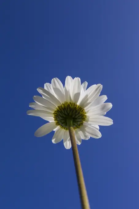 Ox-eye Daisy / Moon Daisy  flower seen against a blue sky.     Date: 