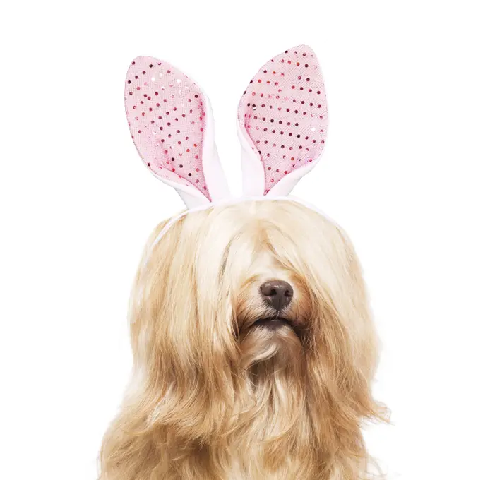 Dog - Bichon Havanais wearing Estaer bunny / rabbit ears     Date: 
