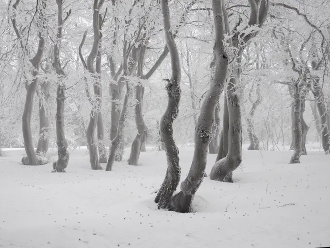 beech trees in winter with hoar frost,Bournak,Chech Republic     Date: 