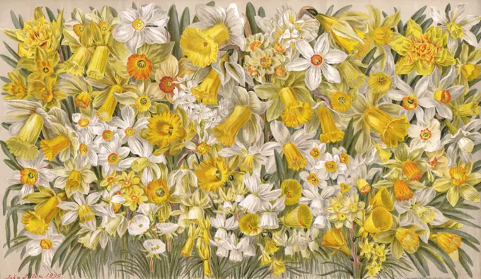 Masses and masses of daffodils.
