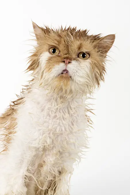 CAT. wet  ginger &amp; white ( Persian ) Cat CAT. wet  ginger &amp; white ( Persian ) Cat     Date: 