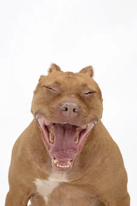 DOG. Pit Bull Terrier, mouth open yawning     Date: 