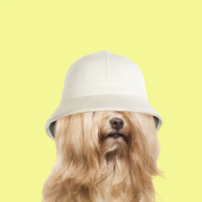 Dog - Bichon Havanais / Havanese wearing pith hat  Digital manipulation     Date: 