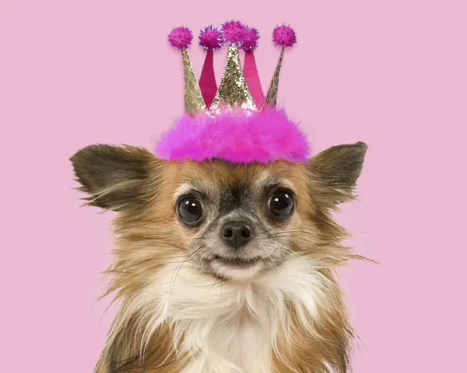 Dog - Long-Haired Chihuahua  Digital manipulation     Date: 