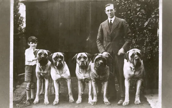 A man (Mr L Crook of Blackpool) and a boy with five large boxer dogs.      Date: circa 1930