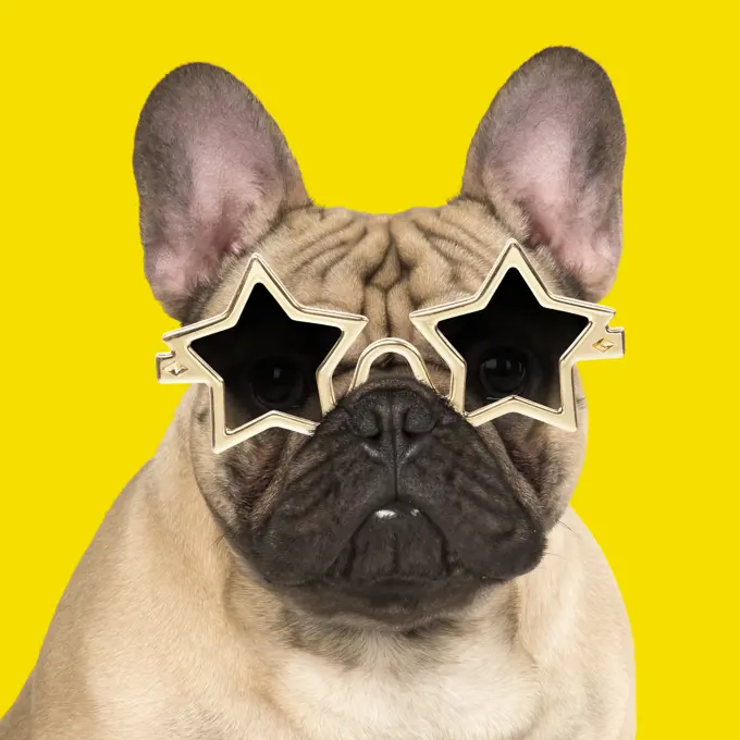 DOG. French Bulldog in studio wearing star sun glasses  Digital manipulation     Date:   - dogs