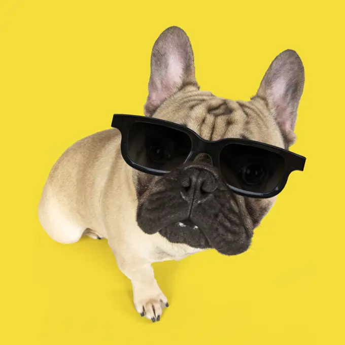DOG. French Bulldog in studio wearing sunglasses, selfie  Digital manipulation     Date: 