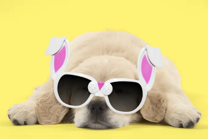 Golden Retriever Dog, puppy laying down wearing easter bunny rabbit glasses     Date: 