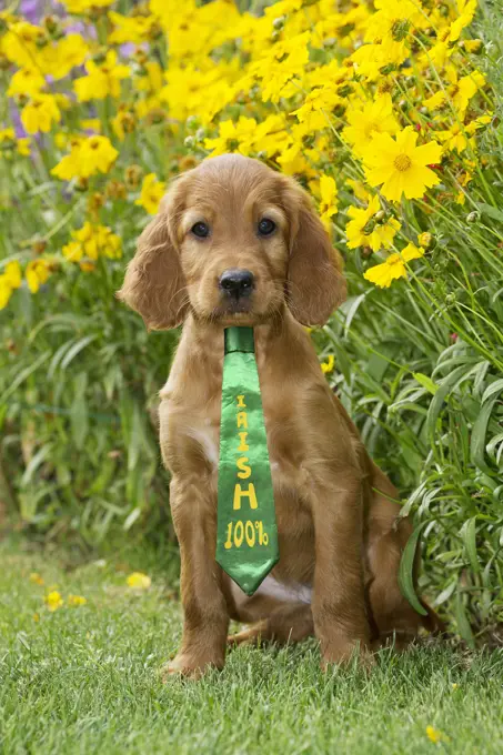 Dog - Irish / Red Setter puppy wearing St Patrick's day tie  Digital manipulation     Date: 