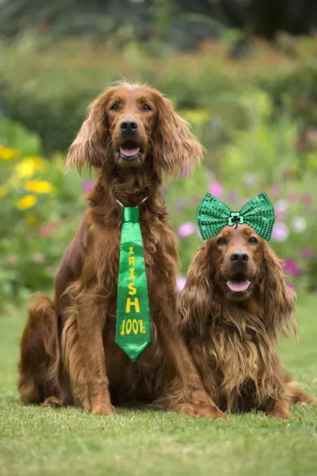 Dog - Two Irish / Red Setter dogs outdoors Digital manipulation   Date:   - dogs