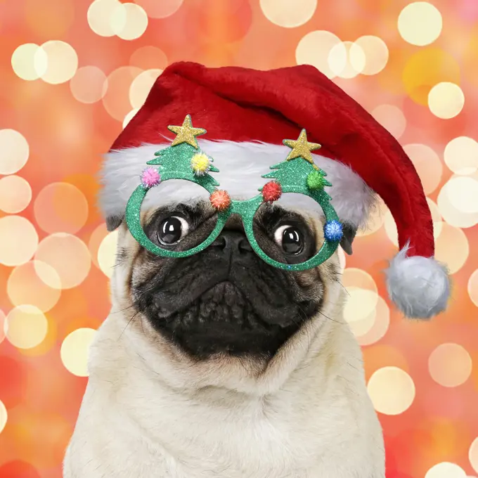 Pug dog, wearing Christmas hat and Christmas tree glassessss. Digital manipulation     Date: 