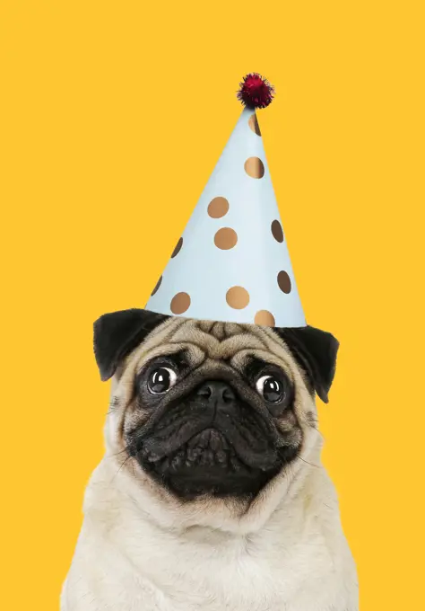 Pug dog, adult wearing party hat. Digital manipulation     Date: 