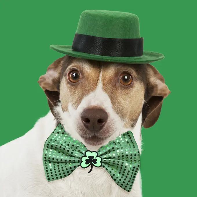 DOG - Jack Russell wearing a green hat and green St patrick's day bow DOG - Jack Russell wearing a green hat and green St patrick's day bow. Digital manipulation     Date: 