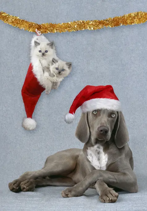 Weimaraner Dog - Lying with legs crossed wearing Christmas hat with kittens hanging from tinsel in Christmas hat. Digital manipulation     Date: 