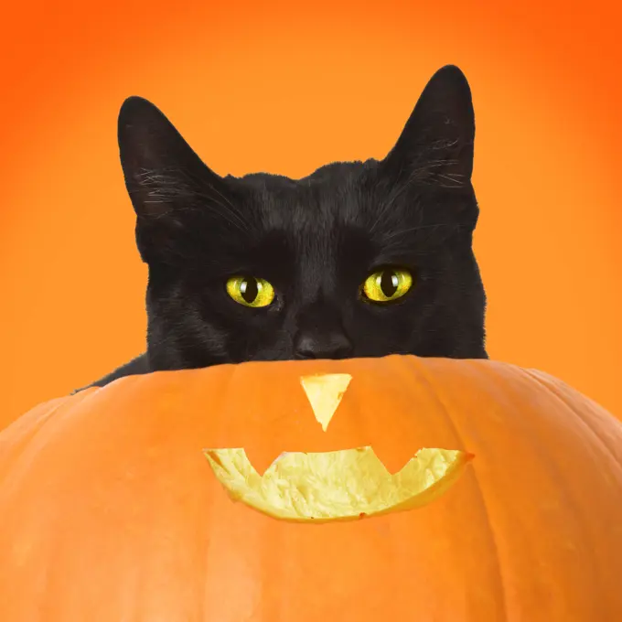 CAT. Black cat in a pumpkin, studio. Digital manipulation     Date: 
